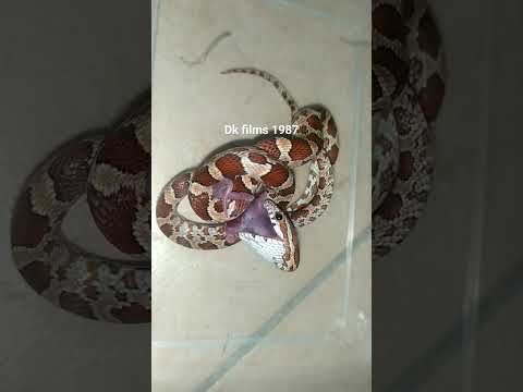 Normal Baby Corn Snake Eat Pinky #shorts - YouTube