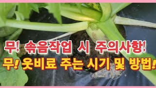 무우! 속이비고 바람이 드는 것 예방법! 무우! 솎음작업 시 주의사항 및 웃비료 주는 시기와 방법!(농사의신)