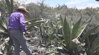 Tlachiqueando. Arranque y poda  del maguey. Parte 4