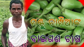 ମଣ୍ଟୁ ଚାମ୍ପିଆ ବାଡିରେ ବାଇଗଣ ଚାଷ        କାଙ୍କଡପାଳ ପଞ୍ଚାୟତ ଗିରିଙ୍ଗାମାଳି ଗାଁ ପନାସିଆ ସାହିରେ