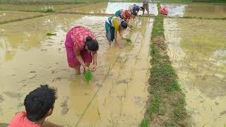 SRI पद्धतीने भात लागवड . SRI method of paddy or rice transplanting