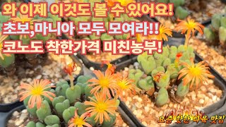 이제는 코노도 미친농부에서 만나보실 수 있어요. 가격에서 일단 합격!