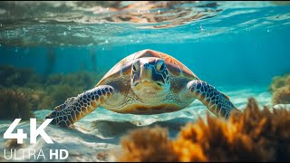 GIANT SEA TURTLES • AMAZING CORAL REEF FISH • 3 HOURS of THE BEST RELAX MUSIC