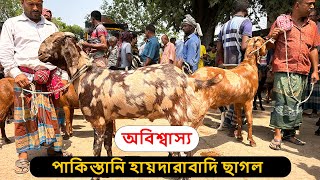অবিশ্বাস্য পাকিস্তানি হায়দারাবাদি ছাগল