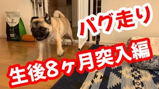 【パグ】生後8ヶ月突入編［パグ走り］