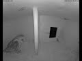 barn owl schleiereule tyto alba