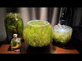 My Nano Fish Tank Collection - Nanoscape Aquarium Tour