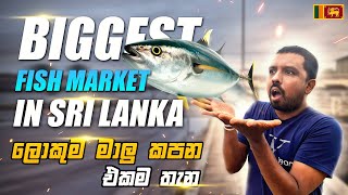 ලංකාවේ ලොකුම මාළු වෙළඳසැල / Peliyagoda Fish Market Colombo Sri Lanka 🐟 🦈