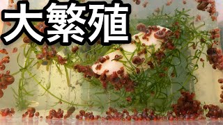 ラムズホーンの繁殖力