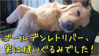 抱っこしたら縫いぐるみ化してしまったゴールデンレトリバー