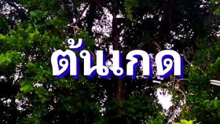 ต้นเกด ไม้หายากในพุทธประวัติ ep44