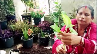 ତୁମେ କିପରି ଟଙ୍କା ଗଛ ଲଗାଇ ପାରିବ || How to plant And Grow Money Plants