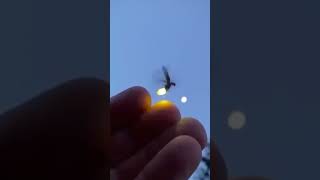 Firefly 🧡🧡🧡 மின்மினிப்பூச்சி... #firefly #மின்மினிப்பூச்சி