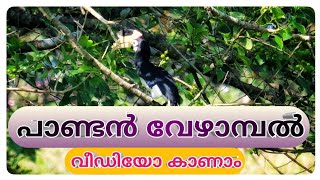 പാണ്ടൻ വേഴാമ്പൽ Malabar pied hornbill @WILDEXPLORINGWHEELS