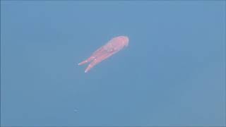 Pelagic Red Crab in Monterey Harbour, California