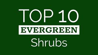 Top Ten Evergreens