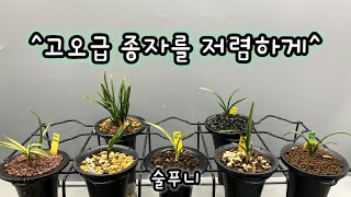 2월 25일 ^고오급 종자를 저렴하게^