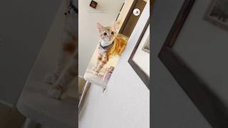 猫さんとひょこり遊びしたい方はこちらへ｜PECO #子猫 #猫 #猫動画 #猫のいる暮らし #kitten #cat #catlover #catvideos