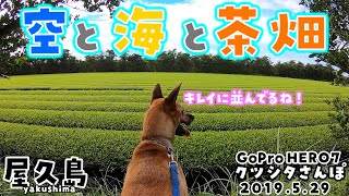 屋久島｜お茶畑｜犬のいる暮らし｜大型犬｜犬の散歩｜田舎暮らし｜dogvideo