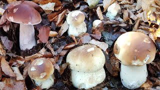 เก็บเห็ดผึ้งหวานตอนเย็นอีกแล้วจ้า😍หมานเหมือนเดิม Steinpilze  Picking wild mushrooms 16-11-2020 🇩🇪