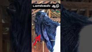 அபூர்வமான MONSTER ஆடு.!😱 #shorts #trending #viral