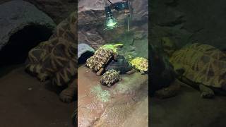 ⭐️ビルマホシガメ🐢仲良し中ですね☺️♡サンシャイン水族館🦭