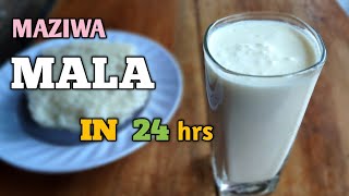 HOW TO MAKE MALA/ SOUR MILK/ FERMENTED MILK  IN LESS THAN 24 HRS (recipe 112)