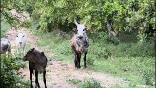 Cumbum Pudupatti மலை மாடுகள். #theni #jallikattu #தேனிமலைமாடு #மேற்குதொடர்ச்சிமலை