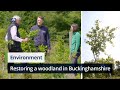 Restoring an ancient woodland in Buckinghamshire