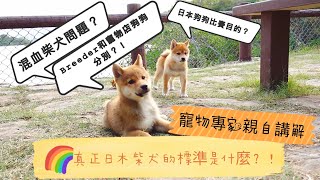 真正日木柴犬的標準是什麼 | 混血柴犬會有什麼問題 | 日本狗狗比賽目的 | Breeder和寵物店狗狗分別 | 寵物專家親自講解 |