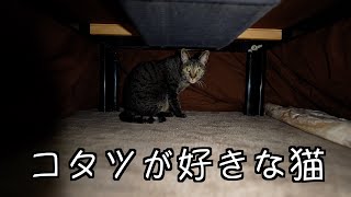 キジトラ猫ノンちゃんと年末に」戯れます