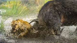 Brave buffalo gobbles lions to death to protect their fellows || King Animals 2022 🔰