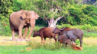 斯里蘭卡蒂瑟默哈拉默雅拉野生動物園動物群棲地 Yala National Park,Tissamaharama (Sri Lanka)