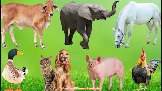 Familiar Animals Around Us: Cow, Dog, Chicken, Cat, Horse, Duck, Elephant, Rabbit - Animal Moments