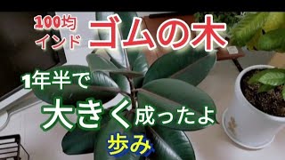 インドゴムの木·100均·1年半·歩み