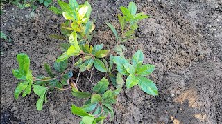 Fall Planting: Elaeagnus, Illicium & Ardisia