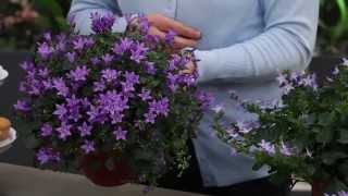 Life \u0026 Garden Tuintips: Binnentuin maken met Campanula Addenda