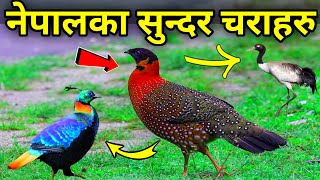 नेपालमा पाइने सुन्दर चराहरु || Beautiful Birds Found in Nepal || Rare Birds || Birds Video in Nepali