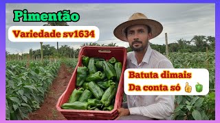 👨‍🌾🫑Colhendo a nova variedade de pimentão verde híbrido sv1634 da seminis