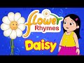 Flower Rhymes for Children - Daisy