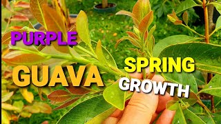 Purple Guava Spring Growth - A True Or Fake Guava?