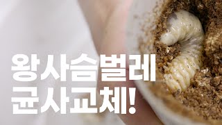 초대형 토종 순혈 왕사슴벌레를 키우기 위한 애벌레 균사교체!