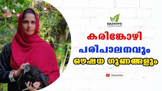 കരിങ്കോഴി പരിപാലനവും  ഔഷധ ഗുണങ്ങളും | Karinkozhi farming in Malayalam | Kadknath Chicken |