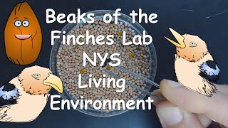 Beaks of the Finches Lab NYS Living Environment-- Walkthrough/Virtual Lab