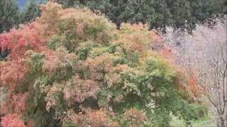 埼玉県　城峯公園　紅葉と冬桜　Saitama Prefecture J mine Park Autumn leaves and winter cherry blossoms