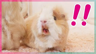 お口が緊急事態なモルモット　cute guineapig