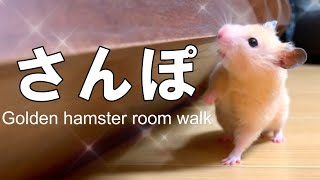 部屋散歩【ゴールデンハムスター】