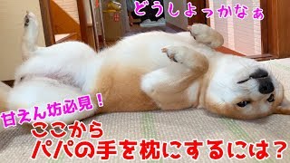 うちの柴犬の、手枕への持っていき方がストレートすぎます shiba inu is cute