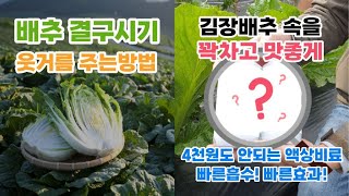 김장 배추 밑거름 비료 웃거름주는방법 추비 주는시기 결구시기