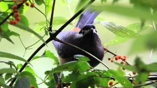 White-eared sibia eating Yanagi Ichigo 白耳畫眉吃水麻